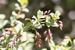 5dt29158 - Berberis vulgaris