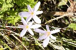 5dt29354 - Colchicum alpinum