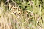 5dt29475 - Bromus erectus