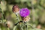 5dt29483 - Centaurea decipiens