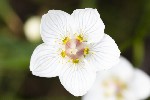 5dt29644 - Parnassia palustris