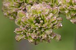 5dt29687 - Angelica syvestris