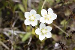 5dt29767 - Parnassia palustris