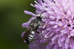 5dt29857 - Coelioxys sp.