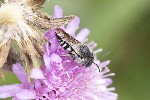 5dt29951 - Coelioxys sp.