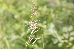 5dt29952 - Bromus inermis