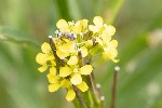 5dt29967 - Erysimum repandum