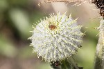 5dt30317 - Cirsium eriophorum