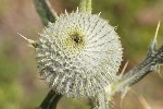 5dt30318 - Cirsium eriophorum