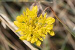 5dt30375 - Petrosedum rupestre