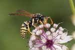 5dt30452 - Polistes dominula