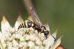 08/08/2023 - 5dt30484 - Bessans (73480)