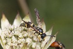 08/08/2023 - 5dt30486 - Bessans (73480)