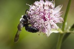 5dt30514 - Andrena cineraria