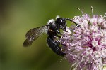 5dt30520 - Andrena cineraria