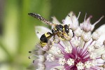 5dt30588 - Ancistrocerus auctus