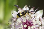 5dt30601 - Ancistrocerus auctus