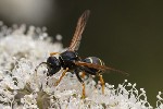 5dt30639 - Polistes biglumis