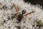 5dt30655 - Polistes biglumis