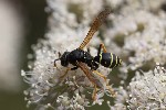 5dt30673 - Polistes biglumis