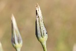 5dt30767 - Tragopogon pratensis