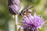 09/08/2023 - 5dt30778 - Bessans (73480)