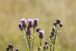 5dt30780 - Cirsium arvense