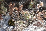 5dt30849 - Sempervivum arachnoideum