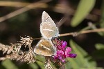 5dt30852 - Polyommatus damon