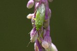 5dt31004 - Lygocoris pabulinus