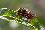 5dt31031 - Sicus ferrugineus