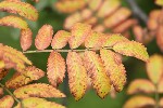 5dt31112 - Sorbus aucuparia