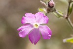 5dt31131 - Silene dioica