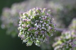 5dt31289 - Angelica syvestris