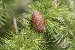 5dt31525 - Larix decidua