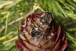 5dt31536 - Eristalis nemorum