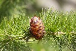 5dt31550 - Larix decidua