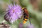 5dt31619 - Volucella zonaria