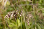 5dt31627 - Calamagrostis purpurea