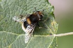 5dt34450 - Volucella bombylans