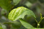 5dt34495 - Taphrina tosquinetii