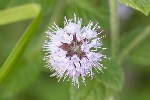 5dt34499 - Mentha aquatica