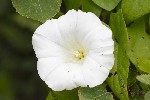 5dt34550 - Calystegia sepium