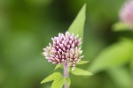 5dt34650 - Eupatorium cannabinum