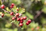 5dt34662 - Crataegus monogyna