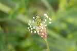 5dt34695 - Plantago lanceolata