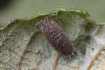 5dt34712 - Porcellio scaber