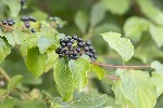 5dt34744 - Cornus sanguinea