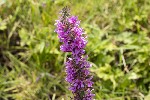 5dt34878 - Lythrum salicaria