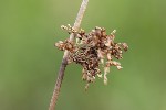 5dt34902 - Juncus effusus